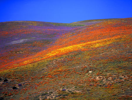 poppy hills - flowers, hills, poppies, nature, fields