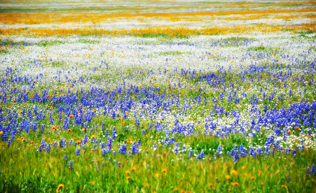 flower field - nature, field, flowers, spring