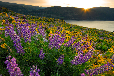 beach flowers - flowers, sunset, water, nature, lake