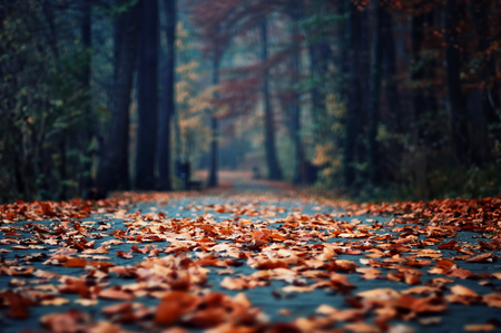 Beautiful View - nature, view, forest, beautiful, red, tree