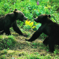 play time bears