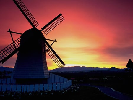 holland windmill at sunrise - flowers, holland, road, sunrise, windmill, sky