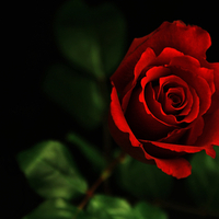 Beautiful Red Rose