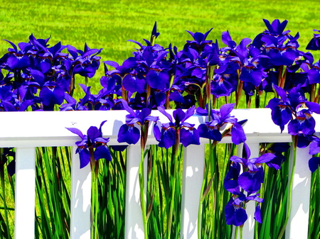 Climbers - purple, fence, green, flowers, grass, spring