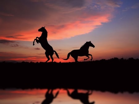 Horses at sunset - silhouette, sky, popular, great, wallpaper, sunset, nature, silhouettes, reflections, horses, picture, view, horse, cloud, animal, orange