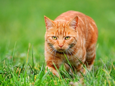 Cat in the grass - animal, kitten, cat, nature, grass