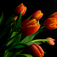 tulips