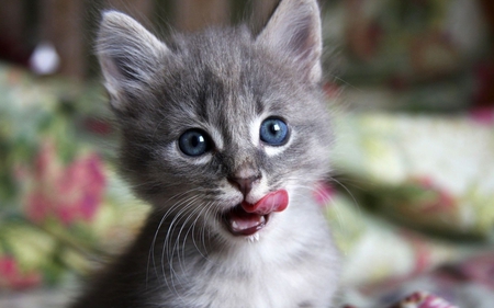 Cute Kitten - grey, kitten, photography, cute, adorable, sweet, kitty, blue eyes