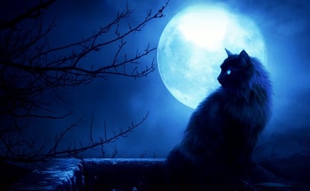 Full Moon Black Cat