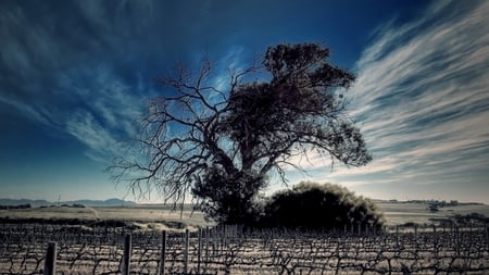 beautiful sky hdr - hdr, vinyard, tree, sky