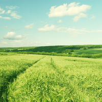 Lush Summer Fields