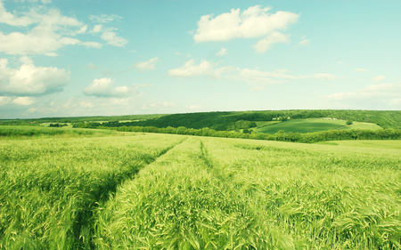 Lush Summer Fields - blue sky, summer, green, fields