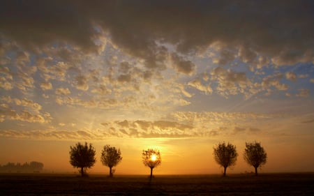 Hazy Sunrise - trees, summer, view, sunrise, hazy, sky