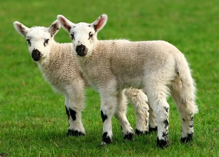 Sheeps - animal, nature, sheep, grass