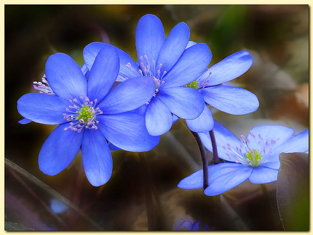 Blues - flowers, spring, blue, green