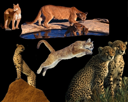 Feline collage - cheetah, animal, feline, collage, cat