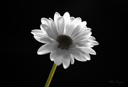 White Daisy - white, daisy, alone, flower