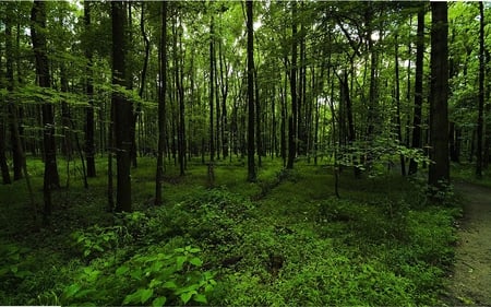 Green Woodland - path, trees, nature, green, forest, woods