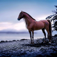 Lone stallion