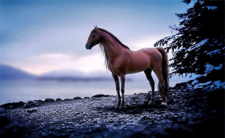 Lone stallion - blue, brown, stallion, horse, tree, sky