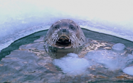 Does it look like I'm freezing? - ice, animal, cute, cold, seal