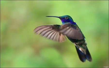 Hummingbird Close Up - bird, nature, flight, feathers, hummingbird, close up