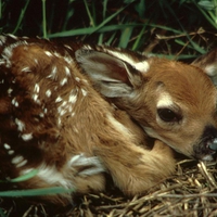 BAMBI THE FAWN