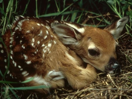 BAMBI THE FAWN - fawn, resting, adorable, cute