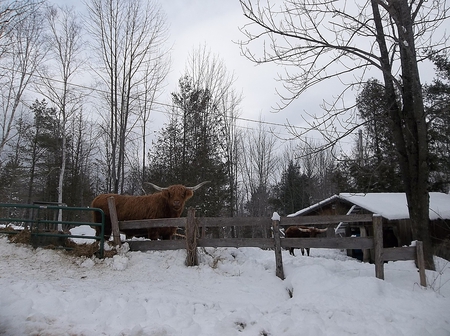 winter in industry, maine 2 - maine, sky, trees, snow, industry, winter, bull