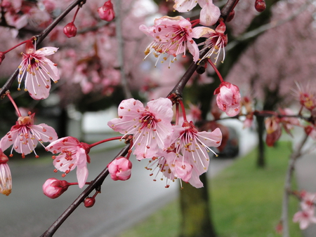 Cherry Blossoms - blossoms, cherry, pink, branch