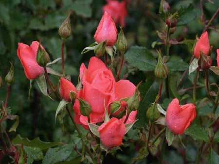 Roses Garden - flowers, garden, roses, nature