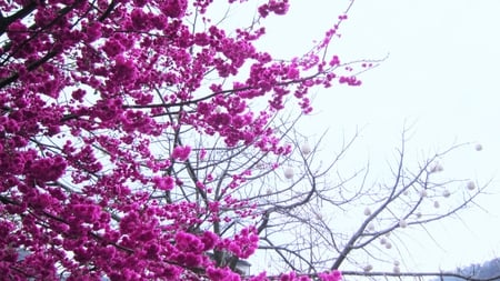 Blooming sakura