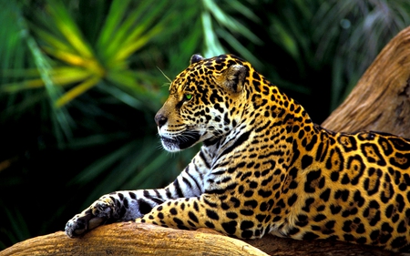 AMAZON JAGUAR - jaguar, rain forest, relaxing, predator