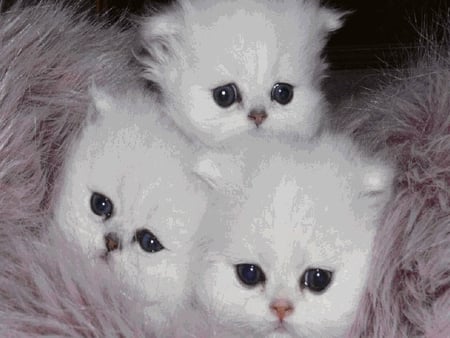 3 fluffy kittens for my friend setareh - friend, cats, kittens, fluffy