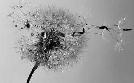 Τransparent as water, light as feather (for Zuri) - artistic, pic, light, photo, transparent, dew, black and white, art, water, image, photography, feather, flower, photograph, picture, background, wall, wallpaper