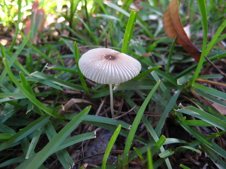 A Mushroom - macro, ground, grass, mushroom