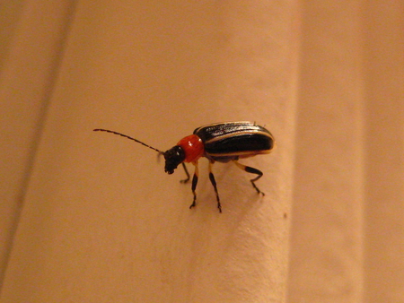 Junebug - macro, cute, bug, red and black