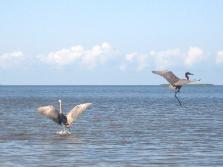 Beach Cranes - beach, cranes, ocean, birds