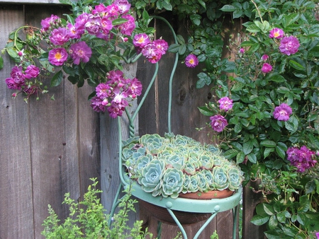 Image - image, tree, rose, flower