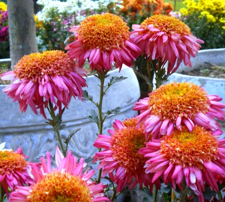 Winter glory - flowers, glory, winter, nature