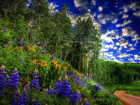 Forest path - clouds, trees, summer, slope, grass, forest, flowers, path, green, nture, sky