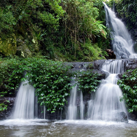 Lamington National Park