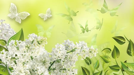 White Lilac Beauty - dew, flowers, spring, leaves, yellow, fresh, butterflies, lilacs, green