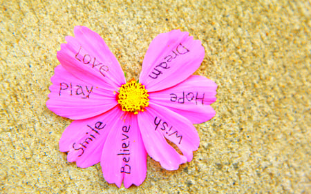 Dream, Believe, Love... - pretty, play, romantic, daisy, romance, inscriptions, pink, sand, dream, flowers, daisies, hope, pink flowers, beautiful, wish, believe, beauty, lovely, love, messages, smile, nature, pink daisy, writtings