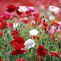 Poppies