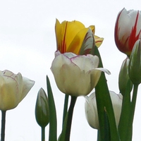 Tulips