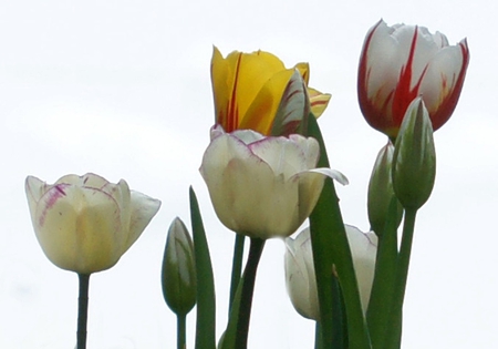 Tulips - beauty, delicate, soft, tulips, tenderness, white, bright, yellow, petals, leaves, flowers