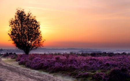 purple sunset beauty - flowers, sunset, nature, photography, beauty, tree, sun