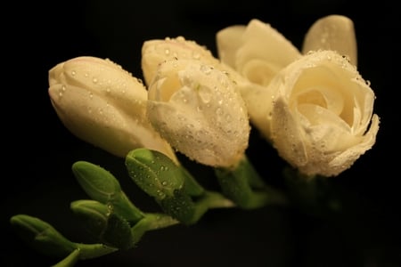 Wet tenderness - beauty, wet drops, petals, leaves, tenderness, flowers, wonderful