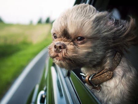 Dog in Car - in car, dog, picture, cool